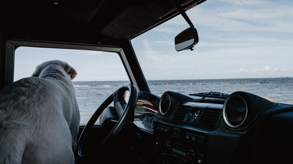 Surfside Beach Texas dog rules, white dog sitting on car seat