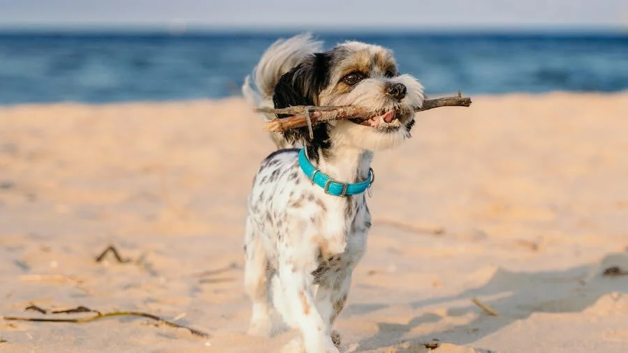 a cute dog walking on the beach sand, Surfside Beach Texas dog rules