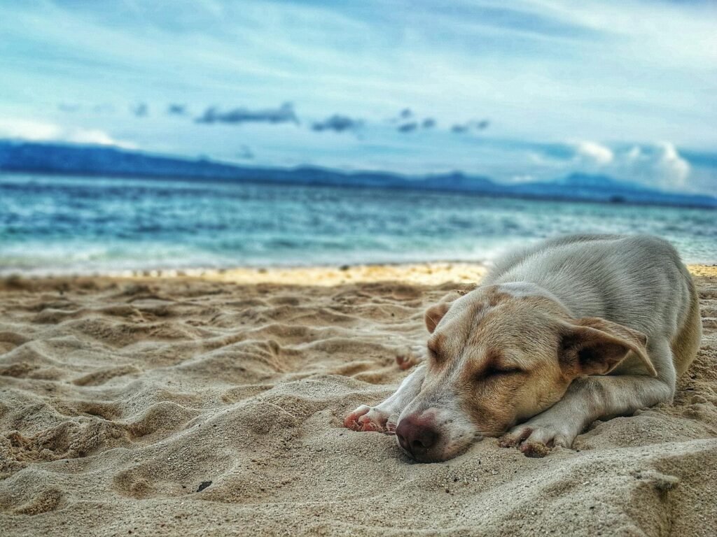 Surfside Beach Texas dog rules, dark yellow labrador retriever lying on the sea shore